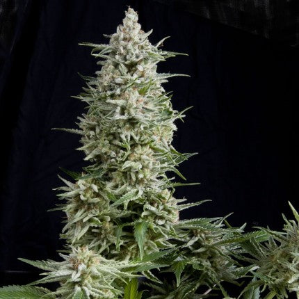 PYRAMID SEEDS - AMNESIA GOLD FEM
