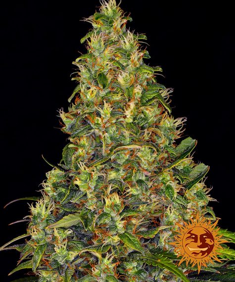 BARNEY'S FARM - AMNESIA HAZE AUTO