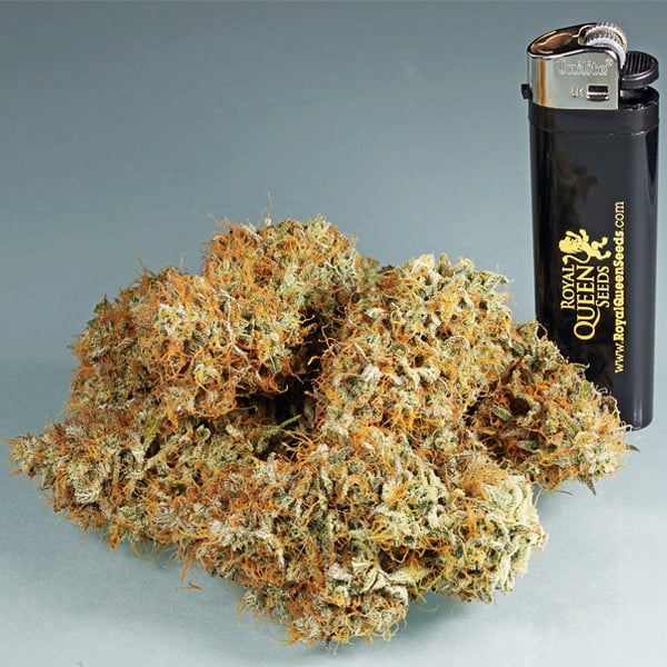 ROYAL QUEEN SEEDS - AMNESIA HAZE AUTO