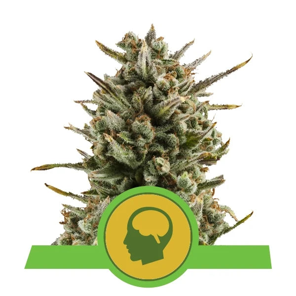 ROYAL QUEEN SEEDS - AMNESIA HAZE AUTO