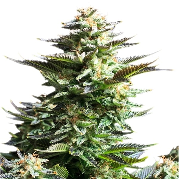ROYAL QUEEN SEEDS - AMNESIA HAZE FEMMINIZZATA