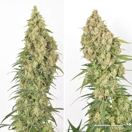 DUTCH PASSION - AMSTERDAM AMNESIA FEM