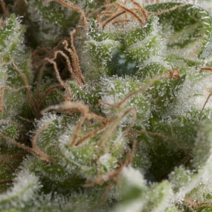 PYRAMID SEEDS - AMERICAN PIE AUTO