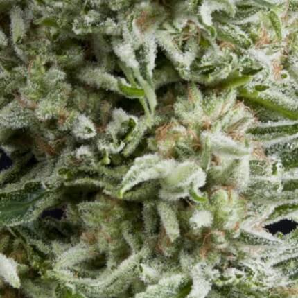 PYRAMID SEEDS - AMNESIA GOLD AUTO