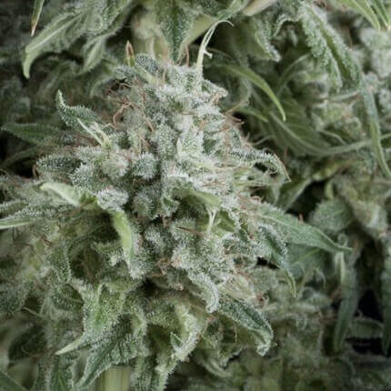 PYRAMID SEEDS - ANUBIS AUTO