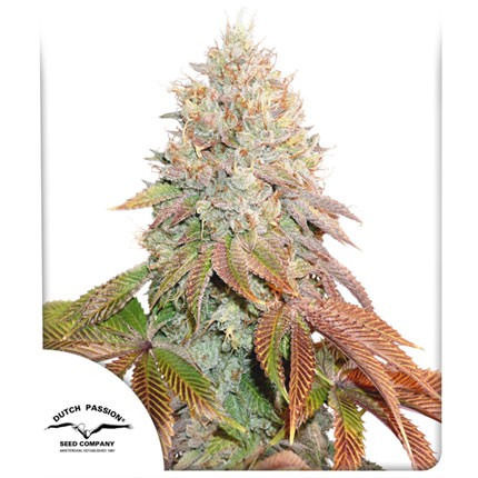 DUTCH PASSION - BANANA BLAZE AUTO