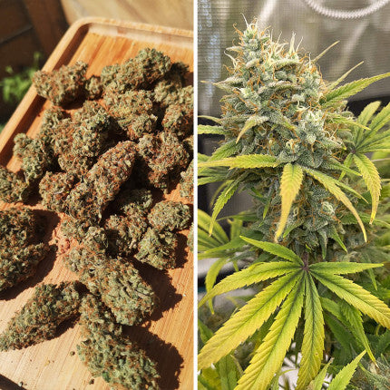 DUTCH PASSION - BANANA BLAZE AUTO