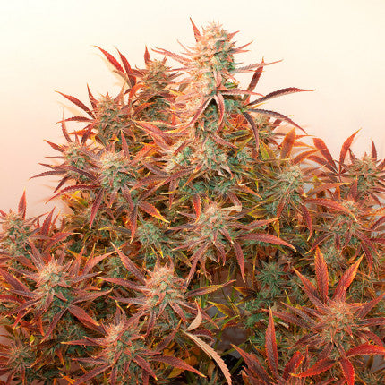 DUTCH PASSION - BANANA BLAZE AUTO