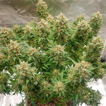 DUTCH PASSION - BANANA BLAZE AUTO