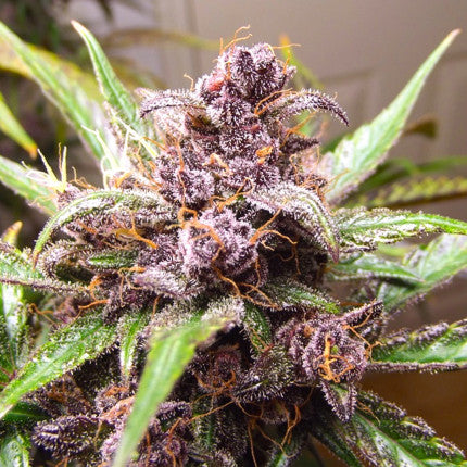 DUTCH PASSION - BLACKBERRY KUSH AUTO
