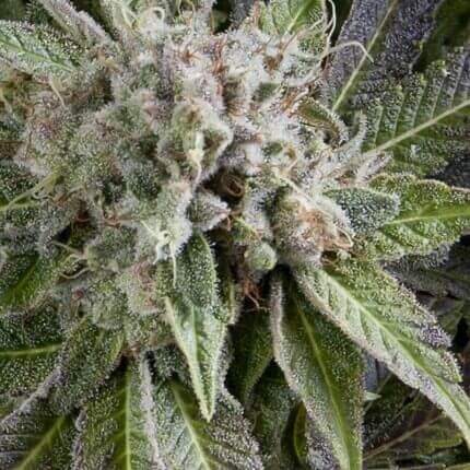 PYRAMID SEEDS - BLUE PYRAMID AUTO
