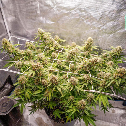 DUTCH PASSION - BLUEBERRY AUTO
