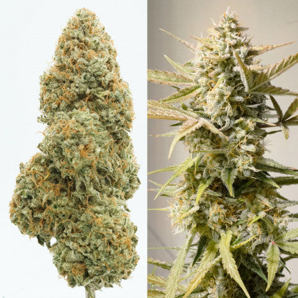 DUTCH PASSION - CINDERELLA JACK AUTO