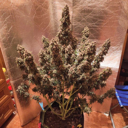 DUTCH PASSION - DESFRAN AUTO