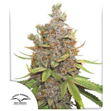 DUTCH PASSION - GLUEBERRY OG AUTO