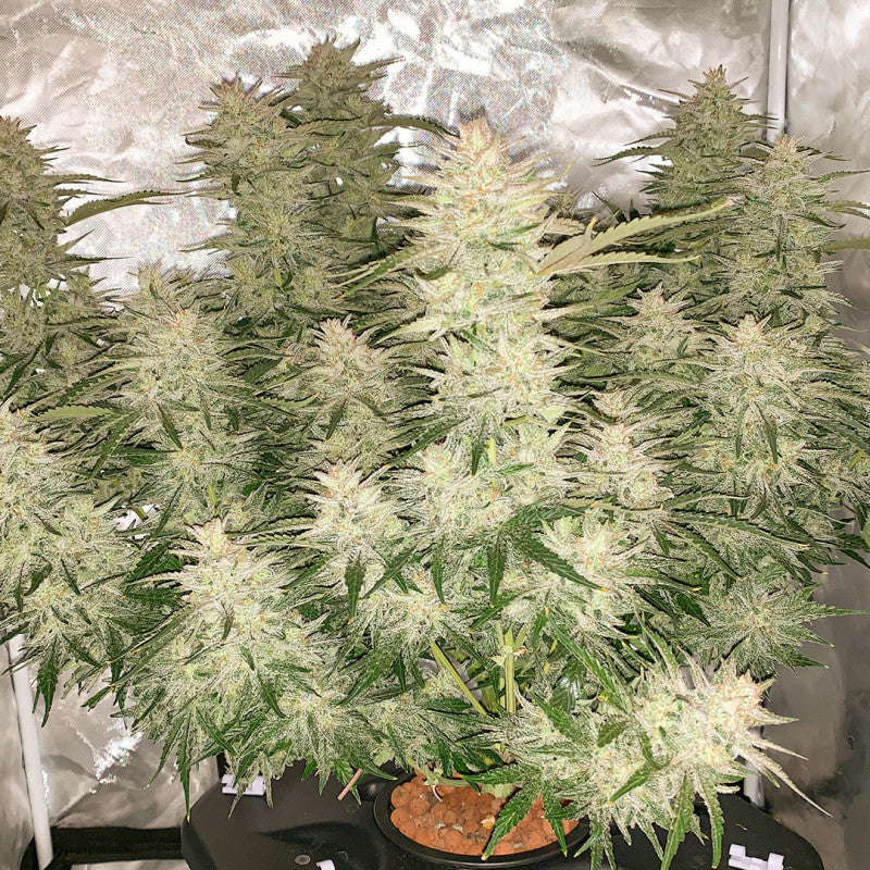 DUTCH PASSION - GLUEBERRY OG AUTO