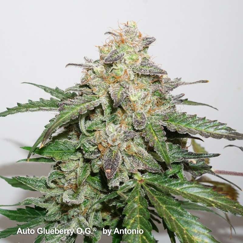 DUTCH PASSION - GLUEBERRY OG AUTO