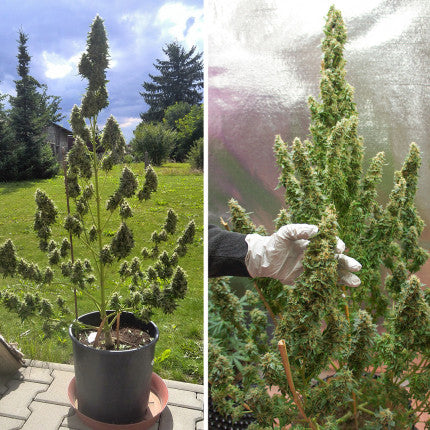 DUTCH PASSION - MAZAR AUTO