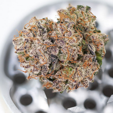DUTCH PASSION - AUTO MIMOSA PUNCH