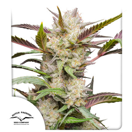 DUTCH PASSION - AUTO TRICHOME AND CREAM