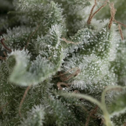 PYRAMID SEEDS - NEFERTITI AUTO