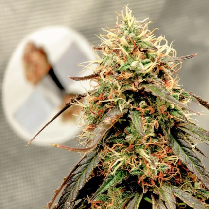 DUTCH PASSION - POWER PLANT AUTO