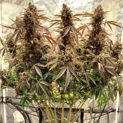 DUTCH PASSION - POWER PLANT AUTO