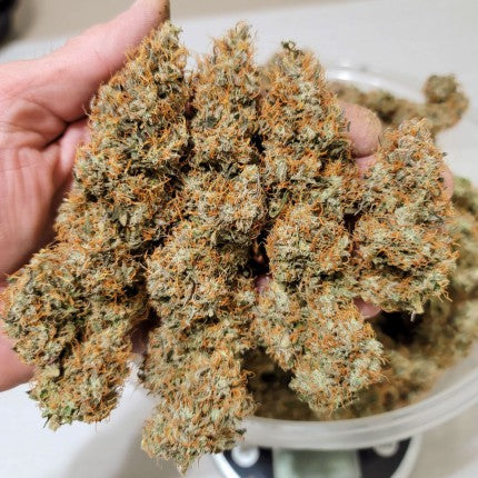 DUTCH PASSION - POWER PLANT AUTO