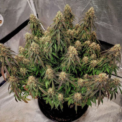 DUTCH PASSION - POWER PLANT AUTO