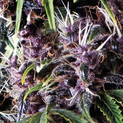 PYRAMID SEEDS - PURPLE AUTO