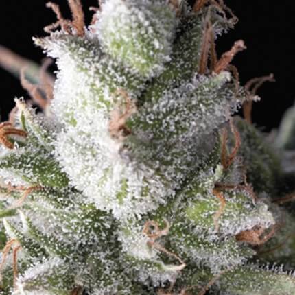 PYRAMID SEEDS - RAMSES AUTO
