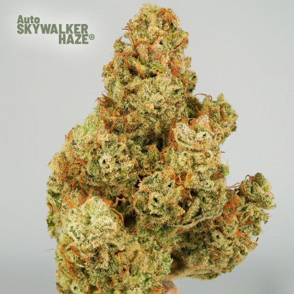 DUTCH PASSION - SKYWALKER HAZE AUTO
