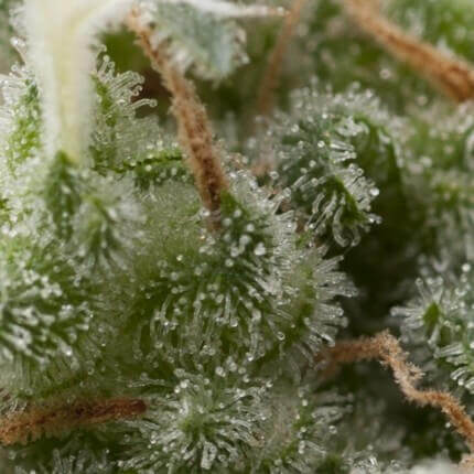 PYRAMID SEEDS - SUPER HASH AUTO