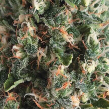 PYRAMID SEEDS - SUPER OG KUSH AUTO