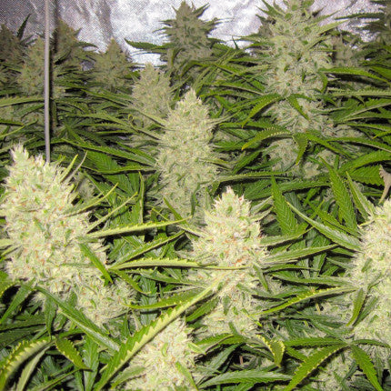 DUTCH PASSION - THINK DIFFERENT AUTO