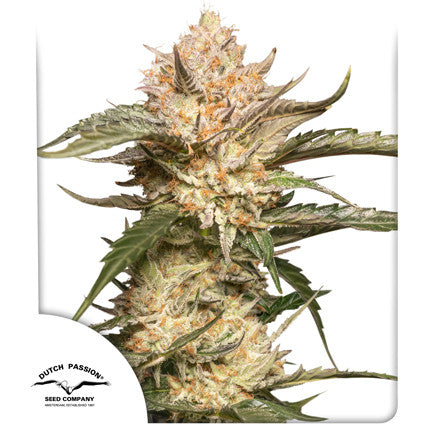 DUTCH PASSION - AUTO TRICHOME AND CREAM