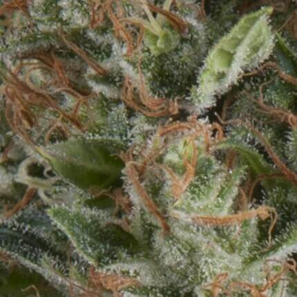 PYRAMID SEEDS - WEMBLEY AUTO
