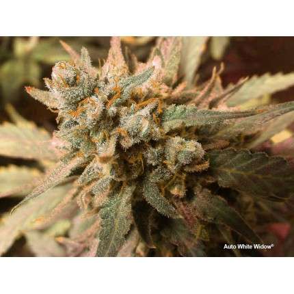 DUTCH PASSION - WHITE WIDOW AUTO