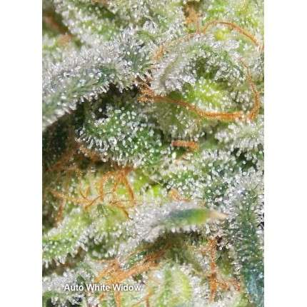 DUTCH PASSION - WHITE WIDOW AUTO