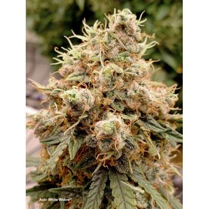 DUTCH PASSION - WHITE WIDOW AUTO