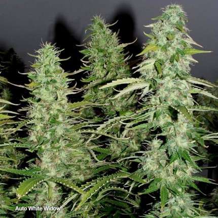DUTCH PASSION - WHITE WIDOW AUTO