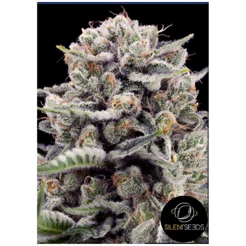 SILENT SEEDS - B-45 BY BOOBA