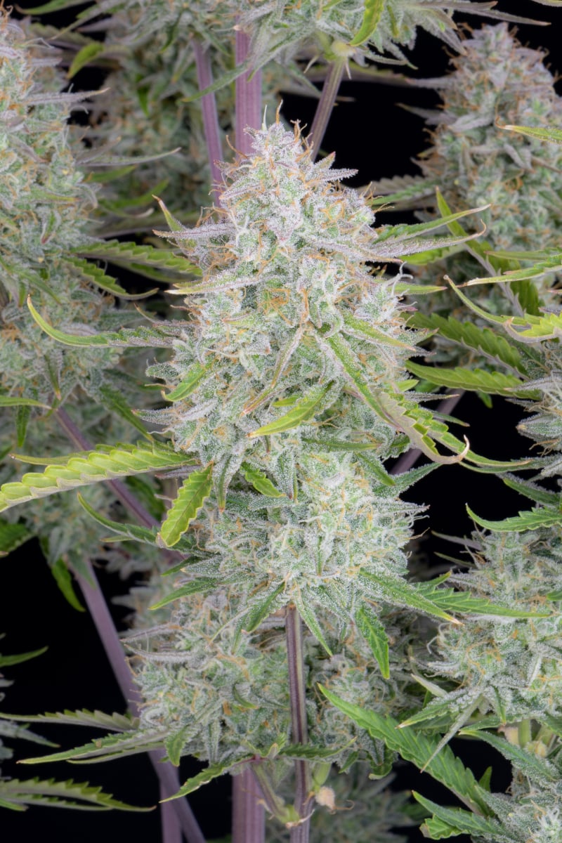 FAST BUDS - WEDDING CHEESECAKE AUTO