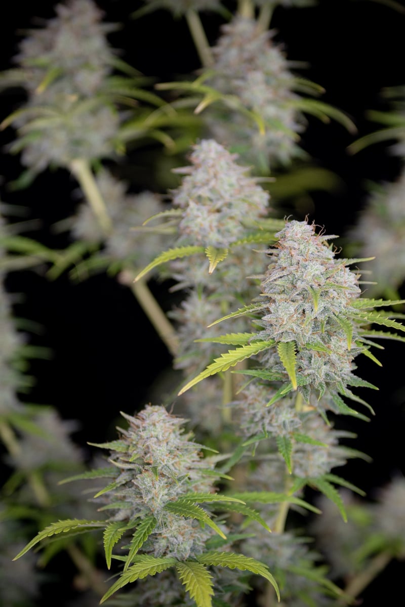 FAST BUDS - ORANGE SHERBET AUTO