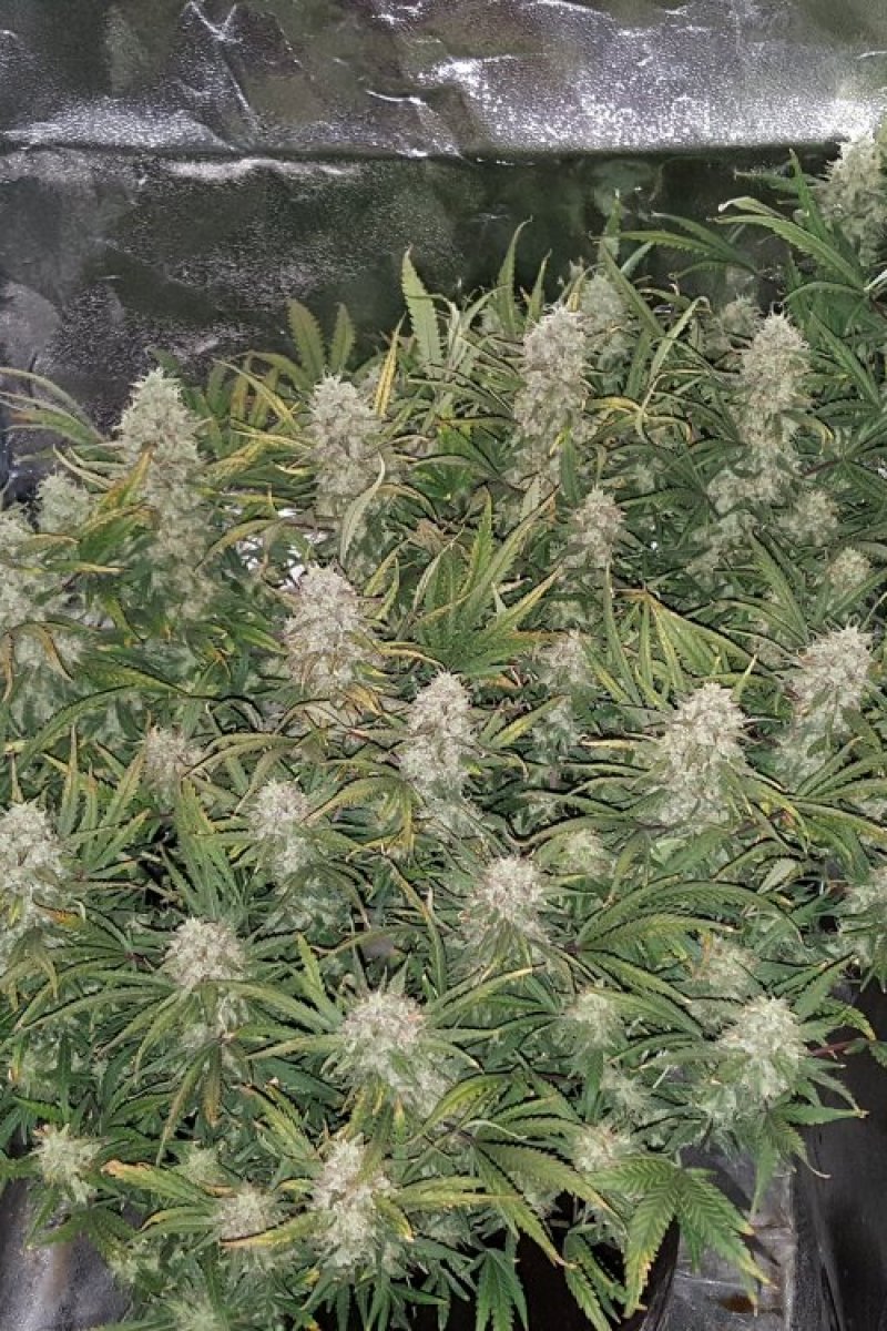 FAST BUDS - GRAPEFRUIT AUTO
