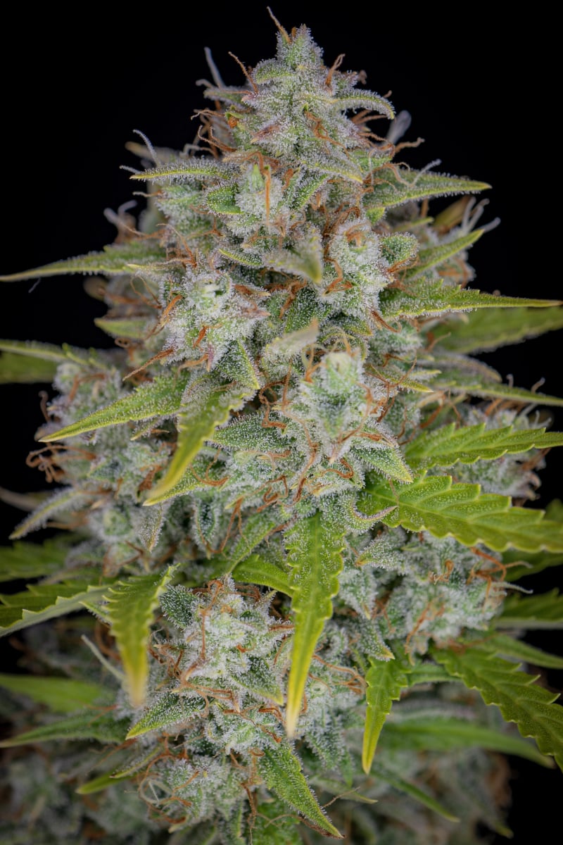 FAST BUDS - ORANGE SHERBET AUTO