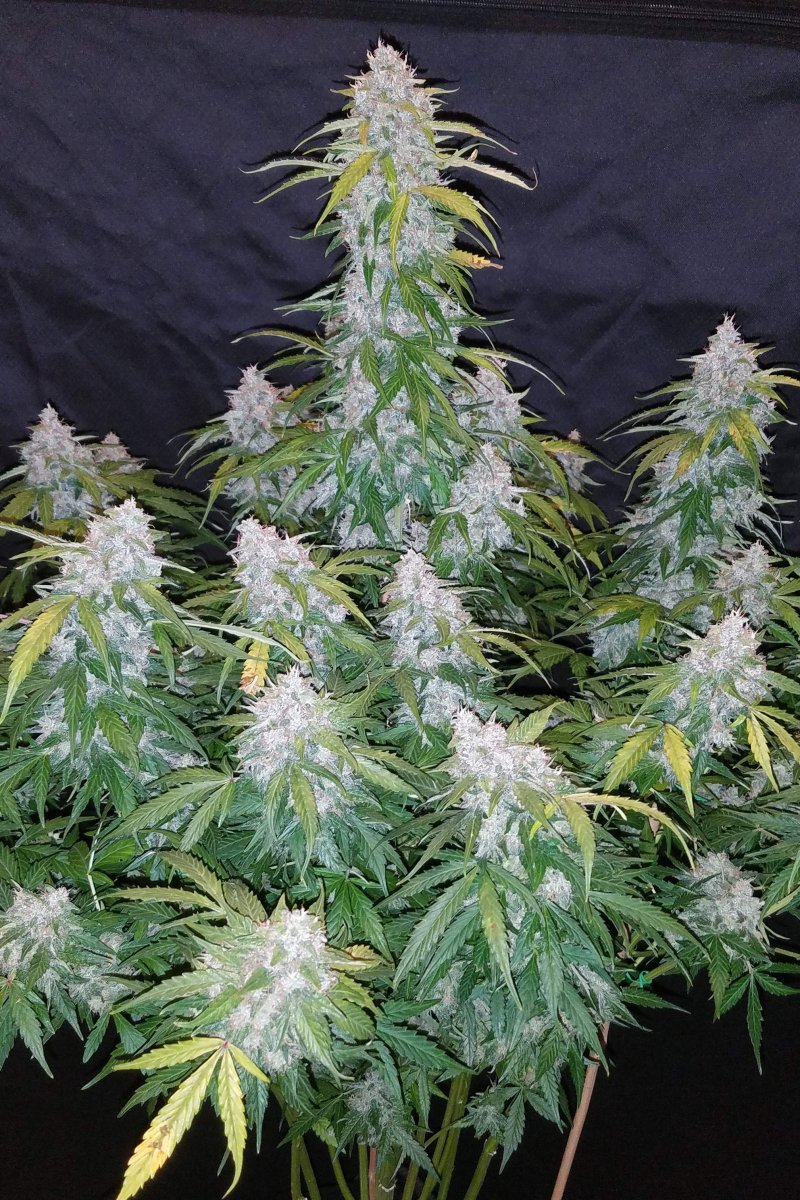 FAST BUDS - SIX SHOOTER AUTO