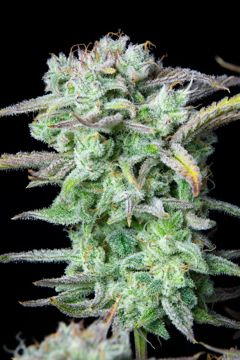 FAST BUDS - STRAWBERRY BANANA AUTO