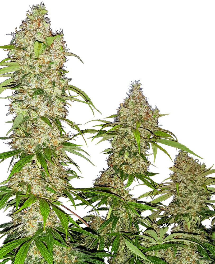 SENSI SEEDS - BANANA KUSH CAKE FEMMINIZZATA - RESEARCH