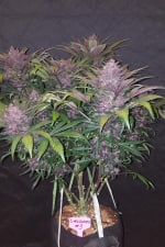 FAST BUDS - BLACKBERRY AUTO